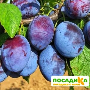 Слива Чачакская ранняя купить по цене от 229.00р. в интернет-магазине «Посадика» с доставкой почтой в в Нелидовое и по всей России – [изображение №1].