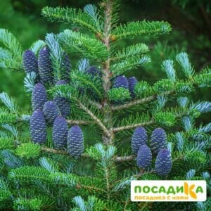 Пихта корейская (Abies koreana) купить по цене от 450.00р. в интернет-магазине «Посадика» с доставкой почтой в в Нелидовое и по всей России – [изображение №1].