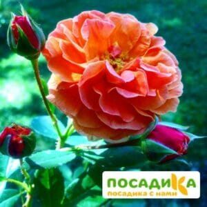 Роза Арабия купить по цене от 350.00р. в интернет-магазине «Посадика» с доставкой почтой в в Нелидовое и по всей России – [изображение №1].