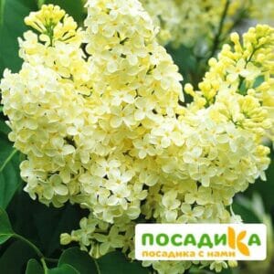 Сирень Примроуз (Primrose) купить по цене от 529.00р. в интернет-магазине «Посадика» с доставкой почтой в в Нелидовое и по всей России – [изображение №1].