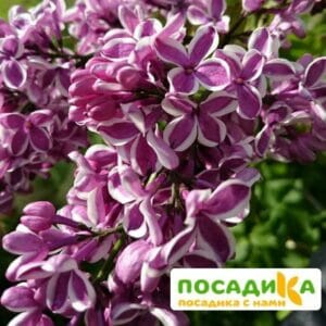 Сирень Сенсация купить по цене от 529.00р. в интернет-магазине «Посадика» с доставкой почтой в в Нелидовое и по всей России – [изображение №1].