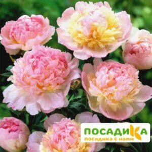 Пион Распберри Сандей (Paeonia Raspberry Sundae) купить по цене от 959р. в интернет-магазине «Посадика» с доставкой почтой в в Нелидовое и по всей России – [изображение №1].