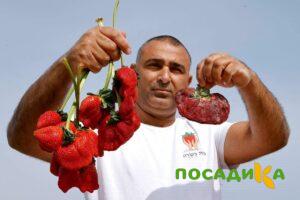 Клубника Гигант Джорнея купить по цене от 266р. в интернет-магазине «Посадика» с доставкой почтой в в Нелидовое и по всей России – [изображение №1].