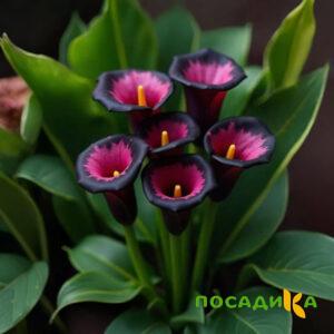 Калла Аура Лейс купить по цене от 400р. в интернет-магазине «Посадика» с доставкой почтой в в Нелидовое и по всей России – [изображение №1].
