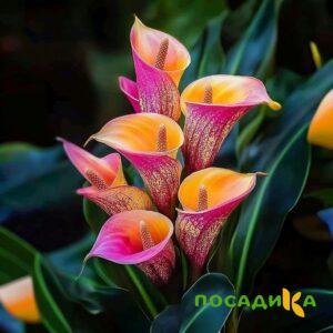 Калла Оникс купить по цене от 450р. в интернет-магазине «Посадика» с доставкой почтой в в Нелидовое и по всей России – [изображение №1].