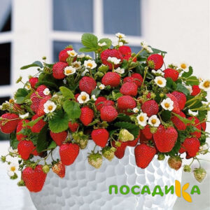 Клубника Рубиновый Шепот (горшечная) купить по цене от 240р. в интернет-магазине «Посадика» с доставкой почтой в в Нелидовое и по всей России – [изображение №1].