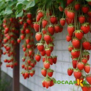 Клубника вьющаяся Комплимент купить по цене от 470р. в интернет-магазине «Посадика» с доставкой почтой в в Нелидовое и по всей России – [изображение №1].