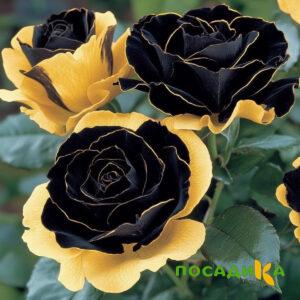 Роза Ханни Сикл купить по цене от 700р. в интернет-магазине «Посадика» с доставкой почтой в в Нелидовое и по всей России – [изображение №1].