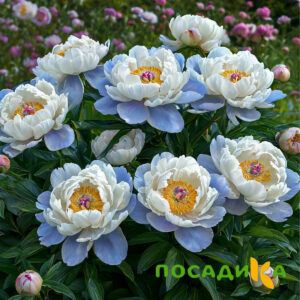 Пион акварельный Этюд купить по цене от 806р. в интернет-магазине «Посадика» с доставкой почтой в в Нелидовое и по всей России – [изображение №1].