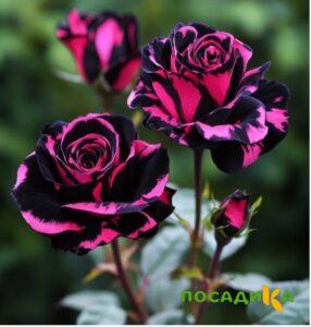 Роза Багровый Шепот купить по цене от 366р. в интернет-магазине «Посадика» с доставкой почтой в в Нелидовое и по всей России – [изображение №1].