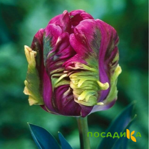 Тюльпан Экзотик Хэвен купить по цене от 186р. в интернет-магазине «Посадика» с доставкой почтой в в Нелидовое и по всей России – [изображение №1].