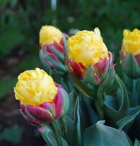 Тюльпан Айс Крим Банана купить по цене от 360р. в интернет-магазине «Посадика» с доставкой почтой в в Нелидовое и по всей России – [изображение №1].