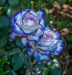 Роза Пэтолз Хоуп купить по цене от 333р. в интернет-магазине «Посадика» с доставкой почтой в в Нелидовое и по всей России – [изображение №1].