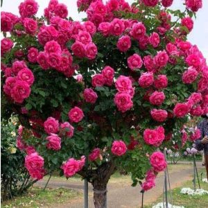 Роза Версаля купить по цене от 232р. в интернет-магазине «Посадика» с доставкой почтой в в Нелидовое и по всей России – [изображение №1].