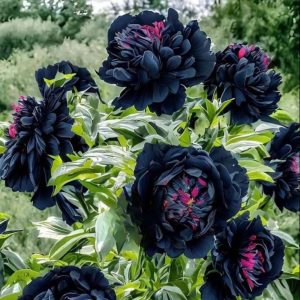 Пион древовидный Сердце Афродиты купить по цене от 600р. в интернет-магазине «Посадика» с доставкой почтой в в Нелидовое и по всей России – [изображение №1].