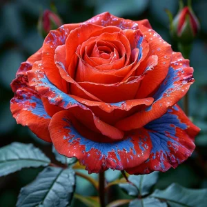 Роза Сикрет Гарден купить по цене от 619р. в интернет-магазине «Посадика» с доставкой почтой в в Нелидовое и по всей России – [изображение №1].