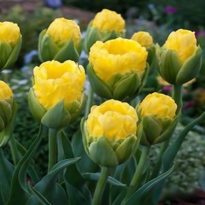 Тюльпан махровый Ванила Коп купить по цене от 159р. в интернет-магазине «Посадика» с доставкой почтой в в Нелидовое и по всей России – [изображение №1].