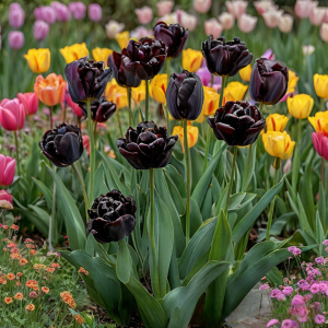 Тюльпан махровый Рейдинс Дарк купить по цене от 230р. в интернет-магазине «Посадика» с доставкой почтой в в Нелидовое и по всей России – [изображение №1].