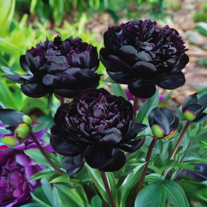 Пион Королевский Бархат купить по цене от 419р. в интернет-магазине «Посадика» с доставкой почтой в в Нелидовое и по всей России – [изображение №1].