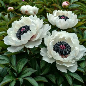 Пион Инк Эн купить по цене от 429р. в интернет-магазине «Посадика» с доставкой почтой в в Нелидовое и по всей России – [изображение №1].