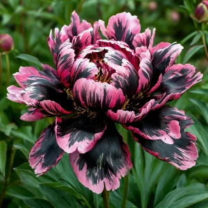 Пион Дроп Руби купить по цене от 469р. в интернет-магазине «Посадика» с доставкой почтой в в Нелидовое и по всей России – [изображение №1].