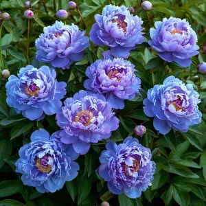 Пион Голубой лотос купить по цене от 590р. в интернет-магазине «Посадика» с доставкой почтой в в Нелидовое и по всей России – [изображение №1].