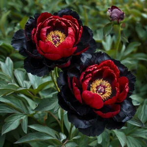 Пион Эбеновый Рубин купить по цене от 419р. в интернет-магазине «Посадика» с доставкой почтой в в Нелидовое и по всей России – [изображение №1].