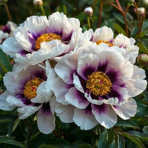 Пион Эко Саммер купить по цене от 548р. в интернет-магазине «Посадика» с доставкой почтой в в Нелидовое и по всей России – [изображение №1].