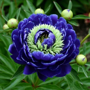 Пион Дримвивер купить по цене от 417р. в интернет-магазине «Посадика» с доставкой почтой в в Нелидовое и по всей России – [изображение №1].