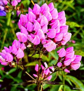 Флокс Бутоник купить по цене от 461р. в интернет-магазине «Посадика» с доставкой почтой в в Нелидовое и по всей России – [изображение №1].