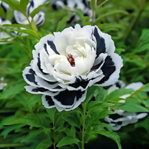 Пион Монохромный Шик купить по цене от 429р. в интернет-магазине «Посадика» с доставкой почтой в в Нелидовое и по всей России – [изображение №1].