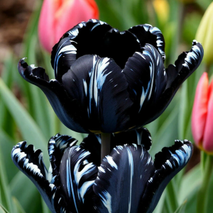Тюльпан Шелк Нуар купить по цене от 219р. в интернет-магазине «Посадика» с доставкой почтой в в Нелидовое и по всей России – [изображение №1].