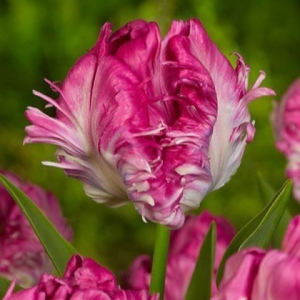 Тюльпан махровый Кул Кристал купить по цене от 400р. в интернет-магазине «Посадика» с доставкой почтой в в Нелидовое и по всей России – [изображение №1].