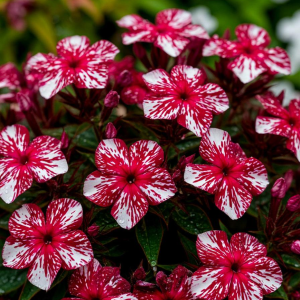 Флокс Ливер Гриммер купить по цене от 590р. в интернет-магазине «Посадика» с доставкой почтой в в Нелидовое и по всей России – [изображение №1].