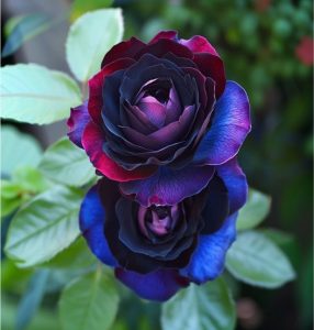 Роза Скарлет Рэвери купить по цене от 489р. в интернет-магазине «Посадика» с доставкой почтой в в Нелидовое и по всей России – [изображение №1].