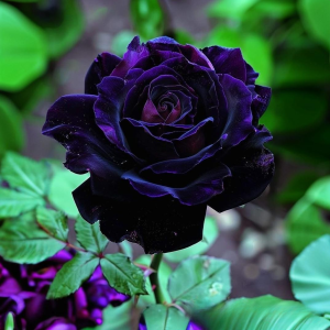 Роза Блэк Пантер купить по цене от 319р. в интернет-магазине «Посадика» с доставкой почтой в в Нелидовое и по всей России – [изображение №1].