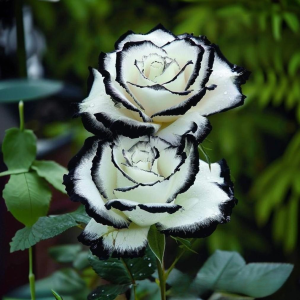 Роза Силк Ивин купить по цене от 319р. в интернет-магазине «Посадика» с доставкой почтой в в Нелидовое и по всей России – [изображение №1].