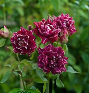 Роза Опаловый Пейзаж купить по цене от 490р. в интернет-магазине «Посадика» с доставкой почтой в в Нелидовое и по всей России – [изображение №1].