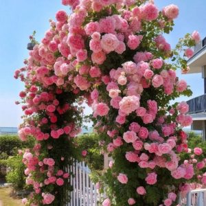 Роза Пастель Розе купить по цене от 605р. в интернет-магазине «Посадика» с доставкой почтой в в Нелидовое и по всей России – [изображение №1].