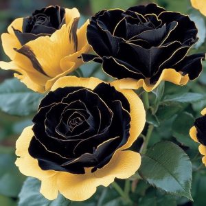 Роза Ханни Сикл купить по цене от 700р. в интернет-магазине «Посадика» с доставкой почтой в в Нелидовое и по всей России – [изображение №1].