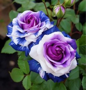 Роза Айвори Каскад купить по цене от 420р. в интернет-магазине «Посадика» с доставкой почтой в в Нелидовое и по всей России – [изображение №1].