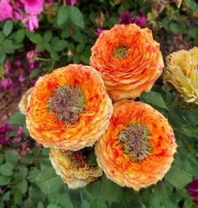 Роза Золотой Мираж купить по цене от 420р. в интернет-магазине «Посадика» с доставкой почтой в в Нелидовое и по всей России – [изображение №1].