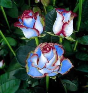 Роза Сафайер Пэтл купить по цене от 450р. в интернет-магазине «Посадика» с доставкой почтой в в Нелидовое и по всей России – [изображение №1].